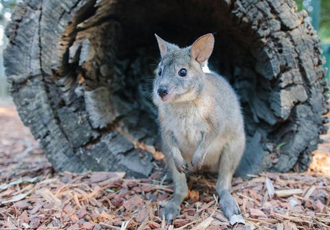 Featherdale Wildlife Park General Admission - Lightning Ridge Tourism 5