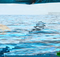 Cruise with Dolphins in Byron Bay - Lightning Ridge Tourism