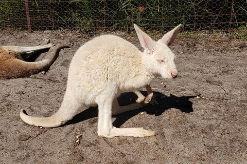 Very Best Of Perth Tour - Wildlife Park & City Highlights Tour - Lightning Ridge Tourism 3