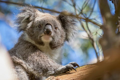 Phillip Island Penguin And Koala Highlights Day-Trip From Melbourne - Lightning Ridge Tourism 2