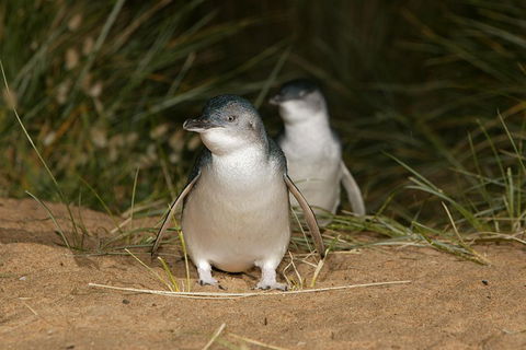 Phillip Island Penguin And Koala Highlights Day-Trip From Melbourne - Lightning Ridge Tourism 3