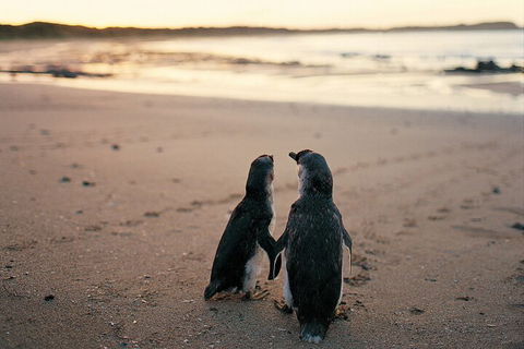 Phillip Island Penguin And Koala Highlights Day-Trip From Melbourne - Lightning Ridge Tourism 4