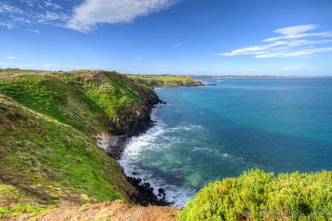 Phillip Island Penguin And Koala Highlights Day-Trip From Melbourne - Lightning Ridge Tourism 5