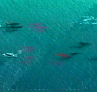 40-45 Minute Port Stephens and Stockton Beach Helicopter Flight - For 2 - Lightning Ridge Tourism