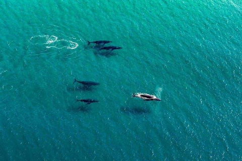 40-45 Minute Port Stephens And Stockton Beach Helicopter Flight - For 2 - Lightning Ridge Tourism 0