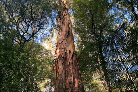 Ultimate Reverse Direction - 12 Apostles, Great Ocean Road - Small Group Tour - Lightning Ridge Tourism 2