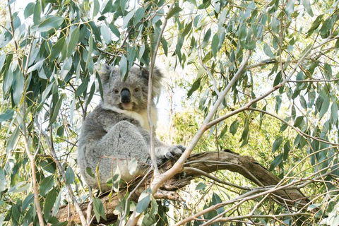 Ultimate Reverse Direction - 12 Apostles, Great Ocean Road - Small Group Tour - Lightning Ridge Tourism 5