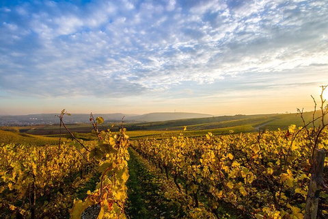 Wine Tours Sydney - Southern Highlands Day Escape, Full Day Wine Tasting Tour - Lightning Ridge Tourism 1