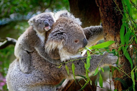Private Two Day Great Ocean Road Tour - Lightning Ridge Tourism 2
