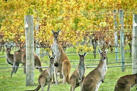 Margaret River Indulge And Discover Day Tour - Lightning Ridge Tourism 0