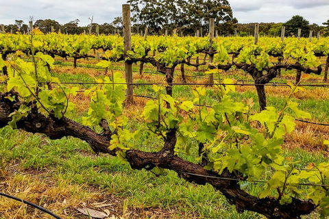 Margaret River Indulge And Discover Day Tour - Lightning Ridge Tourism 5