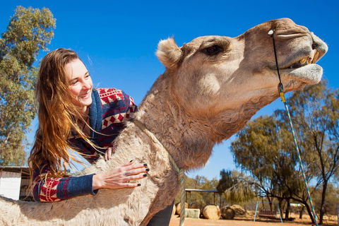Alice Springs Camel Tour - Lightning Ridge Tourism 2