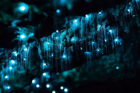 Hinterland Magic & Glow-worm Experience - Lightning Ridge Tourism 1