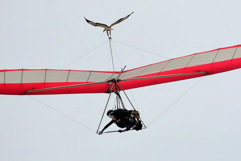 Hang Gliding With HangglideOz - Lightning Ridge Tourism 0