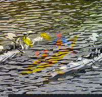 Self-Guided Sydney Middle Harbour Kayak 3 Hour Tour by Double Kayak - Lightning Ridge Tourism