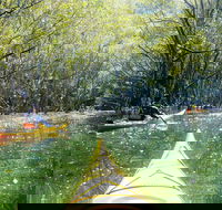 Middle Harbour Mangrove Explorer - Lightning Ridge Tourism