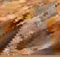 Australian animals Seascape and Sunset Photography Tour - Lightning Ridge Tourism