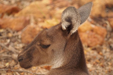 Australian Animals, Seascape And Sunset Photography Tour - Lightning Ridge Tourism 0