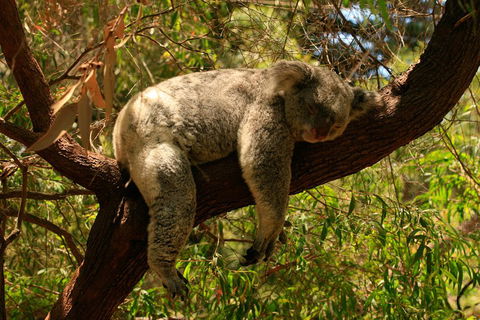Australian Animals, Seascape And Sunset Photography Tour - Lightning Ridge Tourism 1