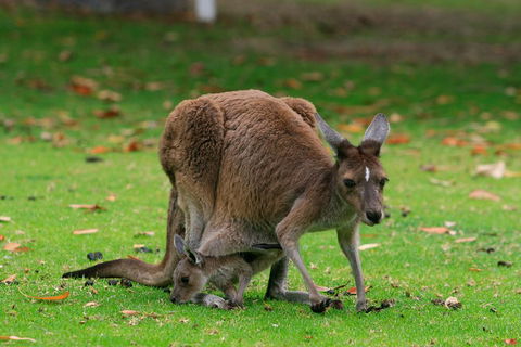 Australian Animals, Seascape And Sunset Photography Tour - Lightning Ridge Tourism 2