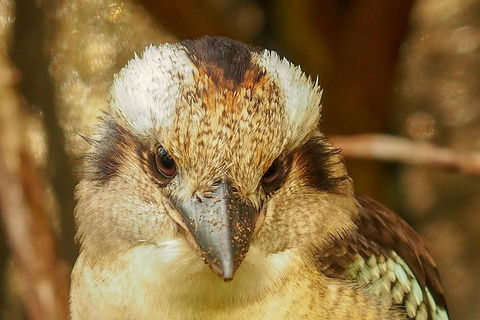 Australian Animals, Seascape And Sunset Photography Tour - Lightning Ridge Tourism 3