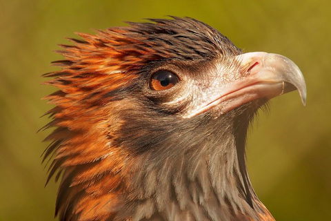 Australian Animals, Seascape And Sunset Photography Tour - Lightning Ridge Tourism 4