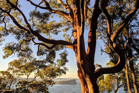 Manly & Sydney's Northern Beaches With 'Personalised Sydney Tours' - Lightning Ridge Tourism 4