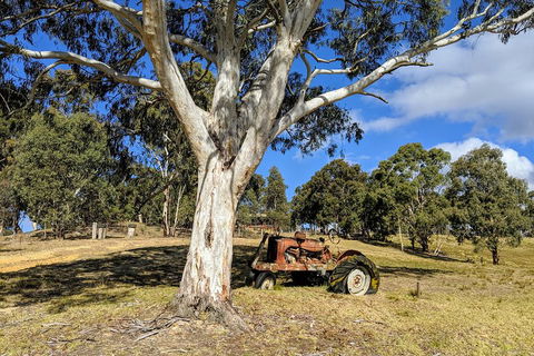 Blue Mountains Private Tour - Wild Kangaroos, Waterfalls And The Three Sisters - Lightning Ridge Tourism 1