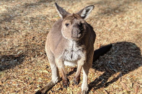 Blue Mountains Private Tour - Wild Kangaroos, Waterfalls And The Three Sisters - Lightning Ridge Tourism 2
