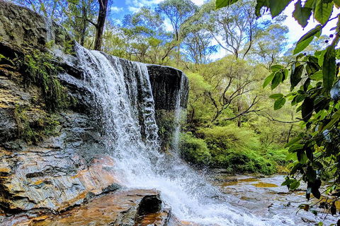 Blue Mountains Private Tour - Wild Kangaroos, Waterfalls And The Three Sisters - Lightning Ridge Tourism 5