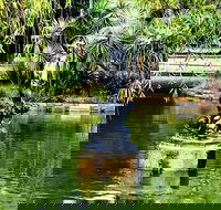 Discover Sydney - Botanic - Lightning Ridge Tourism