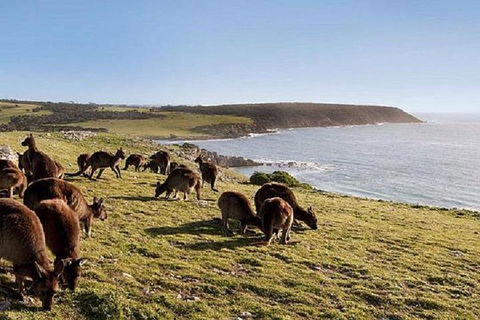 Kangaroo Island Personal Group Tours - Lightning Ridge Tourism 0