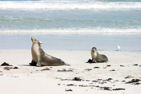Kangaroo Island Personal Group Tours - Lightning Ridge Tourism 3
