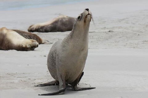 Kangaroo Island Personal Group Tours - Lightning Ridge Tourism 4