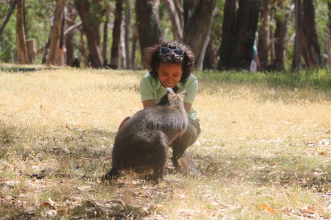 Cleland Wildlife Park Tour From Adelaide Including Mount Lofty Summit - Lightning Ridge Tourism 1