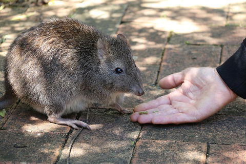 Cleland Wildlife Park Tour From Adelaide Including Mount Lofty Summit - Lightning Ridge Tourism 2