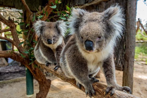 Cleland Wildlife Park Tour From Adelaide Including Mount Lofty Summit - Lightning Ridge Tourism 3
