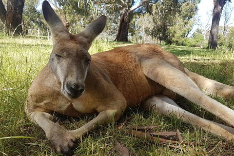 Cleland Wildlife Park Tour From Adelaide Including Mount Lofty Summit - Lightning Ridge Tourism 5