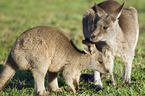 LGBT+ Friendly Full Day Phillip Island Private Tour - Lightning Ridge Tourism 3