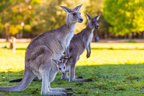 LGBT+ Friendly Full Day Phillip Island Private Tour - Lightning Ridge Tourism 4