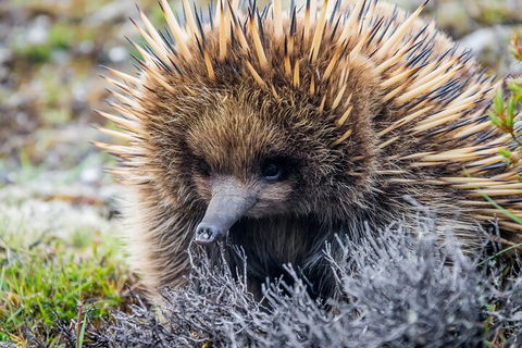 LGBT+ Friendly 3 Day Tour The Grampians, Daylesford & Ballarat - Lightning Ridge Tourism 0