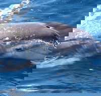 Jervis Bay Dolphin Watch Cruise - Lightning Ridge Tourism