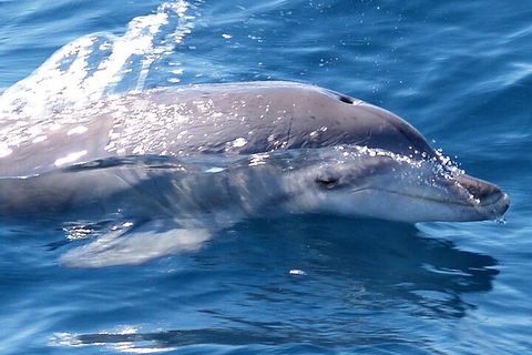 Jervis Bay Dolphin Watch Cruise - Lightning Ridge Tourism 0