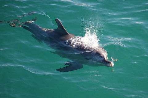 Jervis Bay Dolphin Watch Cruise - Lightning Ridge Tourism 1