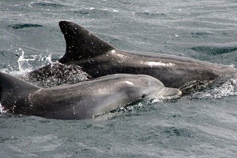 Jervis Bay Dolphin Watch Cruise - Lightning Ridge Tourism 2