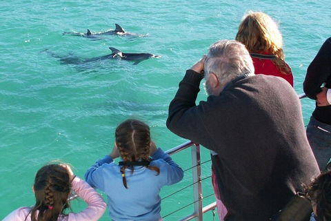 Jervis Bay Dolphin Watch Cruise - Lightning Ridge Tourism 4