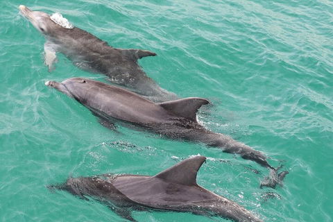 Jervis Bay Dolphin Watch Cruise - Lightning Ridge Tourism 5