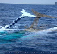 Whale Watching Jervis Bay - Lightning Ridge Tourism