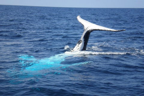 Whale Watching Jervis Bay - Lightning Ridge Tourism 0