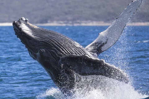 Whale Watching Jervis Bay - Lightning Ridge Tourism 2